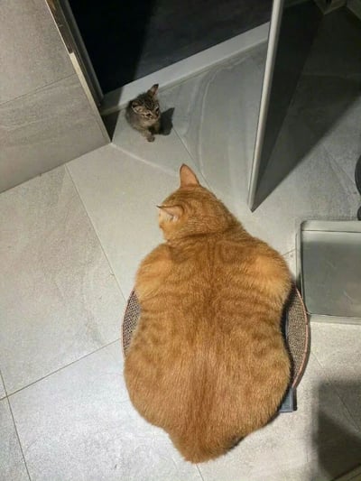 俯视角拍摄的室内场景中，一只体型圆润的橘猫正蹲坐在浅色瓷砖地面的猫抓板上，背对着镜头望向门口。在金属门与地面形成的角落处，一只巴掌大的灰色小奶猫正仰头回望橘猫，两只猫咪形成体型与姿态的鲜明对比。画面右侧可见部分银色金属质地的猫砂盆边缘，整体场景温馨自然，展现了宠物间的日常互动瞬间。