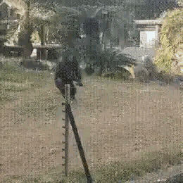 这是一组连环动态GIF，画面一开始是一只猩猩在户外的空地上，随后一根粗壮的树干突然从画面左侧快速倒下，猩猩被这突如其来的状况吓得猛地跳起，最后画面出现蓝色的“压惊”二字，玩了谐音梗，“压”对应倒下的树干，“惊”对应猩猩受到的惊吓，用“压惊”这个词呼应了整个场景，十分搞笑。