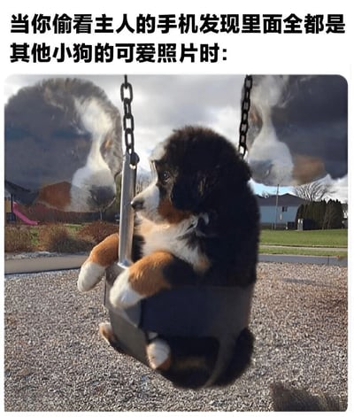 图片上方有文字'当你偷看主人的手机发现里面全都是其他小狗的可爱照片时：'，下方是一只伯恩山幼犬坐在户外的秋千上，身体微微侧向一边，眼神中带着一丝失落和委屈，仿佛真的发现了主人手机里有其他小狗的照片而感到不开心。整体画面通过可爱的小狗表情和幽默的文字结合，营造出搞笑又心疼的氛围。