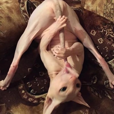 一只无毛猫仰卧在带有花纹的毯子上，用两只前爪紧紧抱着自己的尾巴，同时伸出舌头舔舐尾巴，姿势看起来非常滑稽有趣。猫咪的皮肤呈现出自然的粉色，身体线条清晰可见，表情专注而认真，整个画面充满了幽默感。