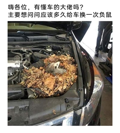 这是一则带有谐音梗的搞笑图文内容，上方配文以调侃的语气向懂车网友提问“多久给车换一次负鼠”，下方是一张真实的汽车引擎舱实拍图：引擎舱的空隙处被大量枯叶堆积，一只负鼠正窝在枯叶堆里，仿佛在汽车引擎舱里安了家。该内容利用“负鼠”与汽车保养部件名称的谐音（如“滤芯”）制造笑点，将真实发生的动物闯入汽车引擎舱的趣事，结合汽车保养的话题进行趣味创作，在网络上以搞笑段子的形式传播，引发网友对汽车日常遇到的趣事的讨论。