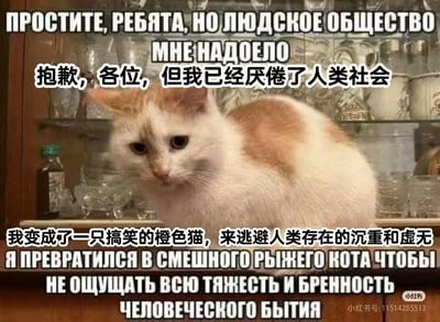 这是一张加注双语文字的拟人化梗图，主体是一只神态忧郁、眼神低垂的橘白相间真实猫咪，趴在摆放着玻璃器皿的柜子上。图中通过俄文和中文的文字，以猫咪的口吻拟人化表达“厌倦人类社会，变身猫咪逃避存在的沉重与虚无”的情绪，用自嘲的方式抒发对生活压力、存在焦虑的无奈感，没有双关或谐音梗。