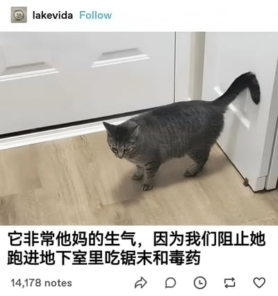 社交媒体帖子截图，内容为一只灰色猫咪站在木地板上，靠近白色橱柜的角落，表情愤怒。图片下方配有文字：'它非常他妈的生气，因为我们阻止她跑进地下室里吃锯末和毒药'。帖子左上角显示用户名 'lakevida' 及 'Follow' 按钮，底部有 14,178 notes 及互动图标。