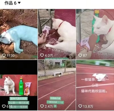 这是一张六格拼接的梗图，内容围绕同一只戴红项圈的白色猫咪展开：第一格是网传被虐后遭染色埋土的白猫相关图片，获赞1130；第二到第三格是有人给这只白猫投喂巧乐兹冰淇淋的画面，分别获赞4.0万和87；第四格是白猫蹲在雪碧和巧乐兹旁边，配文标注代跑规则“猫咪代跑校园跑，3公里=一根巧乐兹，1公里=一瓶雪碧”，获赞61；第五格是白猫在操场跑道上奔跑的画面，配文“校园跑代跑 一根鸡肉肠=一公里”，获赞2.4万；第六格是白猫跑步的特写，配文“一根猫条，跑一公里 猫咪代跑校园跑”，获赞13.8万。整体是网友用该猫咪创作趣味梗，调侃可以用零食兑换猫咪帮忙代跑校园跑，以此回应此前的虐猫相关谣言内容。