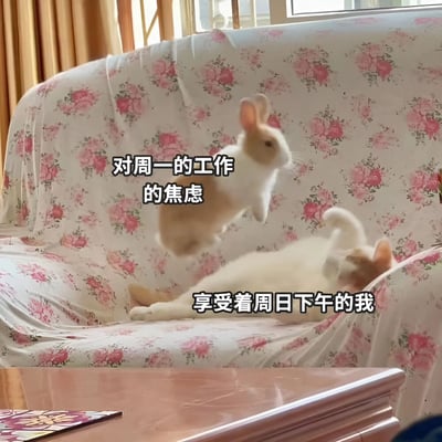 一张对比鲜明的宠物照片，沙发上躺着一只惬意的白猫，旁边一只兔子正惊恐地跳起。图片用幽默方式展现了人们面对周日下午悠闲时光和即将到来的周一工作的两种极端情绪。