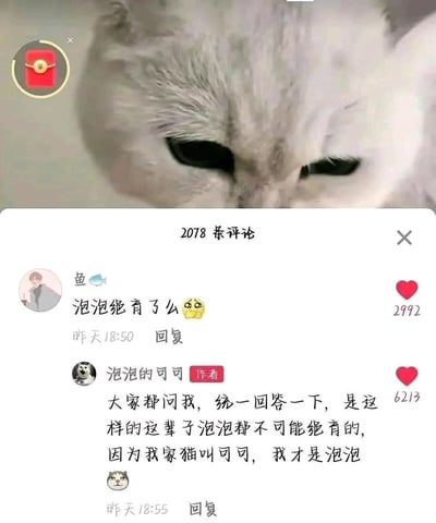 这是一张来自短视频社交平台的评论区截图，画面上方是一只低垂着眼的浅色猫咪，评论区显示共有2078条评论。用户“鱼🐟”发布评论询问作者“泡泡的可可”，名为泡泡的猫咪是否绝育了，并附带了委屈的表情，该评论获得2992个点赞；作者“泡泡的可可”进行统一回复，称这辈子泡泡都不可能绝育，因为自家的猫叫可可，自己才是泡泡，这个充满反转的回复获得了6213个点赞，制造出了有趣的笑点，整体是一段充满趣味的宠物相关社交互动内容。