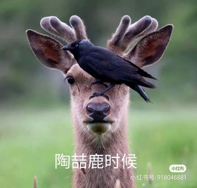 这是一张结合谐音梗的趣味动物图片，画面主体是一只长着嫩角的鹿，一只黑色乌鸦站在它的鼻梁位置，鹿的面部表情茫然又略带无奈，直视镜头。图片下方配有文字“陶喆鹿时候”，是华语歌手陶喆的经典歌曲《鹿港小镇》中歌词“到什么时候”的谐音，利用鹿的形象与歌词发音的巧合制造出幽默效果，适合在社交平台作为趣味内容分享。