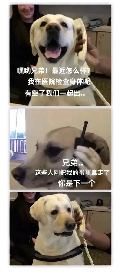 这是一张三格连环梗图，展示了两只狗狗打电话的搞笑场景。第一格中，一只黄色拉布拉多开心地拿着电话说："嘿哟兄弟！最近怎么样？我在医院检查身体呢有空了我们一起出..."。第二格切换到另一只灰色狗狗，它悲伤地说："兄弟..这些人刚把我的蛋蛋拿走了你是下一个"。第三格回到黄色拉布拉多，它表情变得十分担忧。通过拟人化的对话和表情变化制造幽默效果，暗示第一只狗可能也要面临绝育手术。