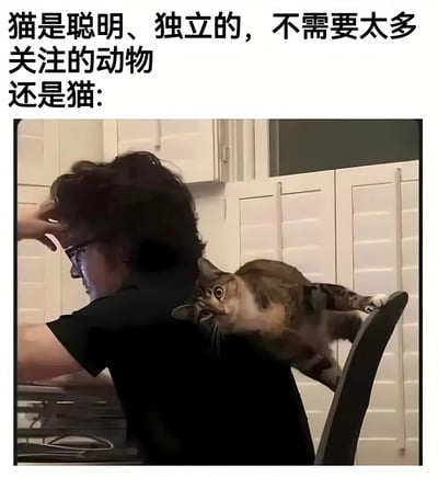 图片上方文字描述“猫是聪明、独立的，不需要太多关注的动物”，下方配图则是一只虎斑猫正紧紧趴在一个戴眼镜的人的肩膀上，猫咪瞪着大眼睛，表情惊讶，与人形成亲密接触，通过文字与图片的反差制造幽默效果，调侃猫咪“独立”人设与实际粘人行为的矛盾。