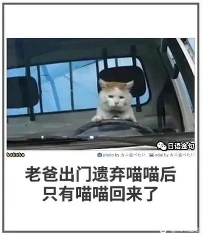 这是一张图文混排的顶配底文图，画面主体是一只黄白相间的猫咪，它趴在汽车的方向盘上，看起来像是坐在驾驶位，表情带着委屈与茫然。图片下方配有文字“老爸出门遗弃喵喵后只有喵喵回来了”，通过拟人化的设定制造出搞笑的反差效果，暗示猫咪被主人遗弃后，自己把车开了回来，用荒诞的情节营造幽默氛围，属于趣味宠物梗图。