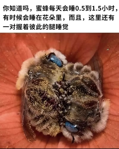 图片上方为文字说明，内容是关于蜜蜂的睡眠习性：每天仅睡0.5到1.5小时，有时会睡在花朵里，且图中展示了一对蜜蜂握着彼此的腿睡觉的场景。下方是一张特写照片，两只毛茸茸的蜜蜂身上沾满黄色花粉，有着蓝色的眼睛，它们蜷缩在一朵粉色的花朵中心，腿部相互交握，呈现出安详的睡眠状态。