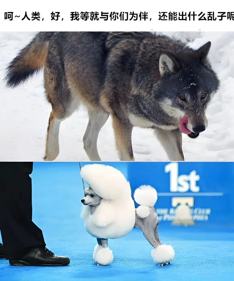 贵宾犬