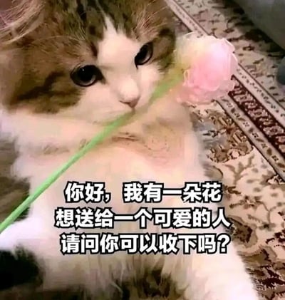 这是一张静态单图表情包，画面主体是一只棕白相间的长毛猫咪，它眼神柔和，姿态乖巧地躺着，嘴里叼着一支绿色花茎的粉色仿真花。图片下方配有拟人化的文字：“你好，我有一朵花想送给一个可爱的人请问你可以收下吗？”，将猫咪拟人化，以猫咪的口吻向观看者表达送花的心意，整体氛围温馨治愈，没有双关、谐音梗等内容，适合在社交互动中向喜欢的人表达好感，或是用来撒娇、拉近距离。对于图中的问题，回答可以是“当然愿意收下啦，谢谢你的花😘”。