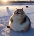 一只体型肥胖的猫咪静坐于白雪覆盖的地面上，身体圆滚滚如雪球，四肢短小几乎被身体遮挡。猫咪面部表情显得有些惊讶或困惑，耳朵微竖，眼睛睁大，嘴巴微张。背景是开阔的雪地，远处有稀疏的树木，阳光从侧面照射，在猫咪身上形成明暗光影，整体画面呈现出冬日的宁静与猫咪的憨态可掬。