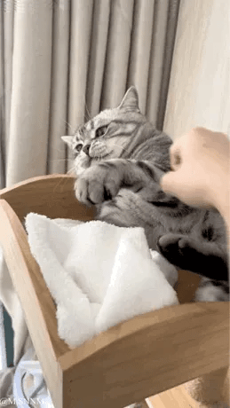 这是一段动态GIF，展示了一只虎斑猫和人手的趣味互动。起初猫咪卧在铺有白色毛巾的小床中，当人手触碰它后，猫咪瞬间炸毛，露出愤怒的表情，张嘴哈气，抬起爪子做出攻击姿态；之后猫咪一直举着爪子，对着人的手保持戒备又生气的状态，将猫咪的小脾气和暴躁模样生动展现，画面充满搞笑感。