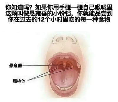图片上方为黑色文字，内容为“你知道吗？如果你用手碰一碰自己喉咙里这颗叫做悬雍垂的小铃铛，你就能品尝到你在过去的12个小时里吃的每一种食物”。下方是一张口腔内部示意图，展示了张开的嘴巴，并用线条分别标注出“悬雍垂”和“扁桃体”的位置。整体采用图文混排形式，文字位于图片上方，示意图位于下方。