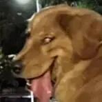狗