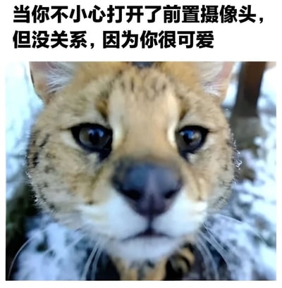 图片上方为黑色粗体文字：'当你不小心打开了前置摄像头，但没关系，因为你很可爱'，下方是一张猫的特写照片。猫咪毛色为浅棕色带深色斑点，眼睛圆而明亮，正直视镜头，表情显得无辜又略带困惑。整体构图为文字在上、图片在下的图文混排形式，传达出轻松治愈的氛围，用可爱的猫咪形象缓解人们不小心打开前置摄像头时可能产生的尴尬情绪。
