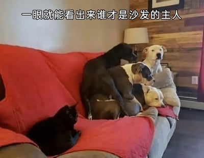 这张图片展示了一张红色沙发上的场景：一只黑猫舒适地坐在沙发左侧，而三只狗则挤在沙发右侧，显得有些拥挤。图片上方配有文字'一眼就能看出来谁才是沙发的主人'，幽默地突出了猫在家庭中的主导地位，暗示猫才是沙发真正的'主人'。整体氛围轻松搞笑，体现了宠物之间的有趣互动。