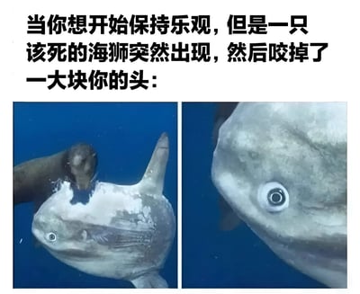 图片上方配有文字'当你想开始保持乐观，但是一只该死的海狮突然出现，然后咬掉了一大块你的头：'，下方分为左右两张图。左图显示一只海狮在蓝色海水中咬着翻车鱼的头部，右图为翻车鱼被咬伤后头部的特写，眼睛圆睁，表情显得十分震惊。通过动物行为的夸张画面，幽默地表达了试图保持乐观时遭遇突发挫折的无奈心情。
