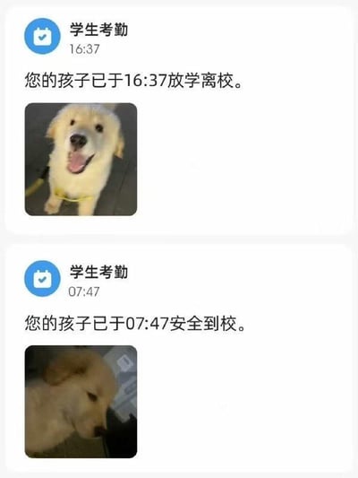 这是由两条学生考勤通知的屏幕截图上下拼接而成的趣味图片。上方的通知发送时间为16:37，内容为“您的孩子已于16:37放学离校”，下方搭配了一张吐着舌头、看起来开心兴奋的金毛幼犬照片；下方的通知发送时间为07:47，内容为“您的孩子已于07:47安全到校”，搭配了一张低头、看起来有些慵懒的金毛幼犬照片。图片通过将自家狗狗替换成考勤通知里的学生，模拟孩子上学放学的考勤场景，制造出荒诞又搞笑的反差感，是宠物主人用趣味方式记录宠物日常的创意内容。