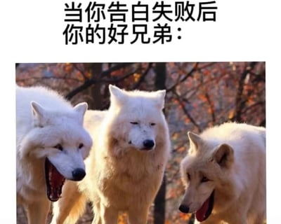 图片上方配有文字“当你告白失败后你的好兄弟：”，下方是三只白狼在秋叶背景的森林中的场景。左侧白狼嘴巴大张，像是在大笑调侃；中间白狼表情平静，眼神淡然；右侧白狼同样张嘴，露出舌头，仿佛在跟着起哄。整体通过动物的神态来幽默表现好兄弟在朋友告白失败后的不同反应，充满调侃和友情的趣味。