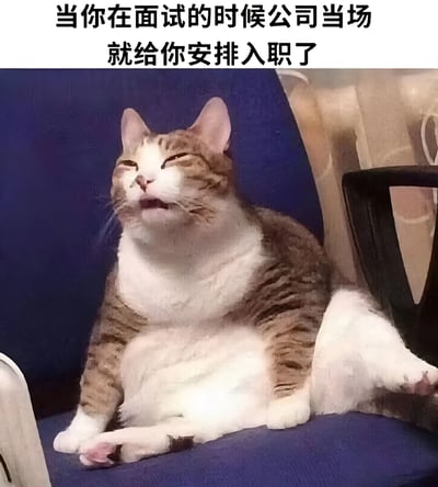 图片上方配有文字“当你在面试的时候公司当场就给你安排入职了”，下方是一只胖嘟嘟的猫舒适地坐在蓝色椅子上，眼睛微闭，嘴巴微张，露出满足又放松的表情。猫咪的神态幽默地模拟了求职者在面试时被当场录用后内心的喜悦与轻松状态，通过动物表情与文字结合，生动展现了职场中的这一幸运场景。