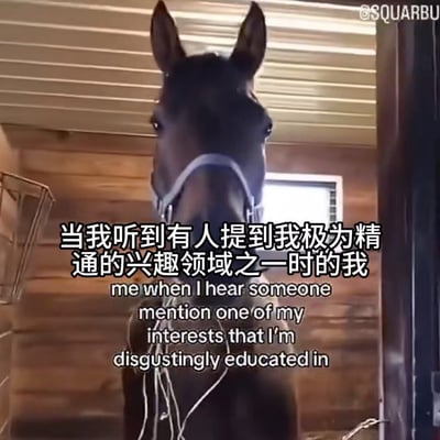 整张图为实拍的马厩场景，画面中心是一匹戴着浅色笼头的深棕色马，正脸朝向镜头，神态看起来十分专注，仿佛正认真留意外界的信息。图中叠加了黑白描边的中英双语文字，上方中文为“当我听到有人提到我极为精通的兴趣领域之一时的我”，下方对应英文翻译，用马的神态生动调侃了人在听到别人聊到自己十分了解的兴趣领域时，瞬间集中注意力、准备参与讨论的状态，诙谐有共鸣。