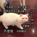 大橘猫的游戏皮肤承诺