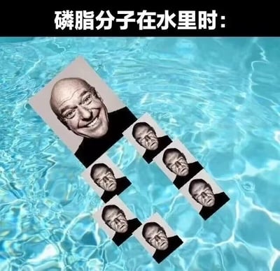 这是一张趣味科普类的P图改编作品，背景为蓝色的水面，顶部配有文字“磷脂分子在水里时：”，用美剧《绝命毒师》的角色剧照来拟人化模拟磷脂分子在水中的状态：磷脂分子具有亲水的头部和疏水的尾部，在水中会自发形成头部朝向水环境、尾部聚集远离水的排布。图中用表情愉悦的大尺寸古斯·弗林人像代表亲水头部，朝向水面；用七个表情严肃、面露抗拒的小尺寸汉克·施拉德人像代表疏水尾部，聚集在一起朝向远离水面的方向，以诙谐搞笑的方式将抽象的生物知识具象化，让学习者能轻松理解磷脂分子的特性，兼具趣味性与科普性。