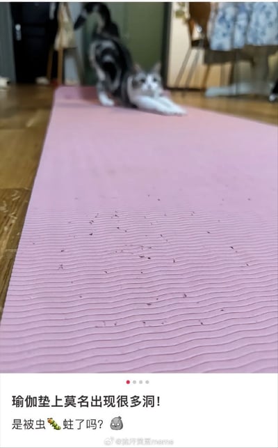画面主体是一块粉色瑜伽垫，表面布满密集的细小孔洞，垫子前方一只灰白相间的猫咪正趴在地上，前爪伸展，头部微微抬起看向镜头，眼神看似无辜。垫子后方是木质地板和模糊的家居背景（椅子、衣物等）。图片下方配有文字“瑜伽垫上莫名出现很多洞！是被虫蛀了吗？”，结合猫咪的存在，形成幽默反差——暗示猫咪才是“作案凶手”（用爪子抓挠导致孔洞），而非真的被虫蛀，充满生活趣味。