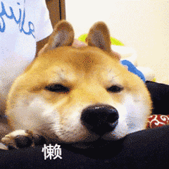 柴犬摆烂名场面：懒到不想动的日常