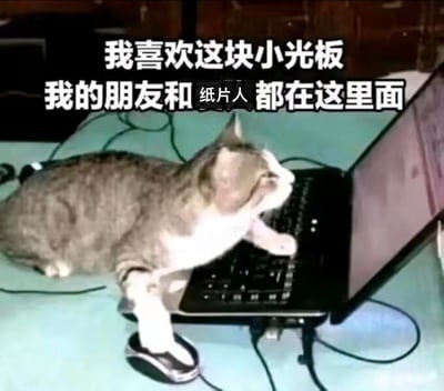 一只灰白相间的猫正趴在笔记本电脑旁，一只爪子搭在键盘上，专注地看着电脑屏幕。图片上方配有文字“我喜欢这块小光板 我的朋友和纸片人都在这里面”，幽默地表达了对电脑的喜爱，暗示通过电脑与朋友交流以及与二次元角色（纸片人）互动。