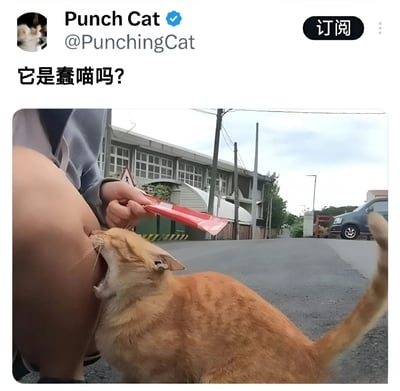 社交媒体账号'Punch Cat'发布的一张照片，图中一只橘猫正急切地咬着人的腿部，而人手中拿着一个红色包装袋，背景是街道和建筑物。配文'它是蠢喵吗?'带有调侃意味，展现了猫咪呆萌搞笑的一面。