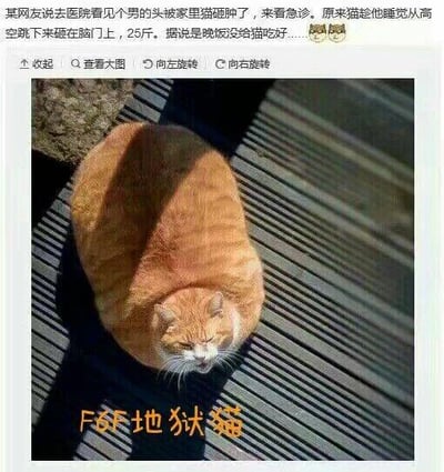 这是一张文字加注的静态单图，主体是一只体型异常肥胖、圆滚滚的橘猫，它趴在带有条纹的地面上，嘴巴微张，表情看起来有些不满。图片上方配有一段网友分享的趣事文字，称在医院看到一名男子因没给家里25斤重的橘猫喂好晚饭，被猫趁自己睡觉时从高空跳下砸中脑门，导致头部肿起前来急诊；图片下方配有文字“F6F地狱猫”，这里是玩梗，F6F地狱猫是美军二战时期的一款战斗机，用该名字调侃这只胖橘猫体型庞大，如同战机一般具有强大的“冲击力”，以此放大搞笑效果。