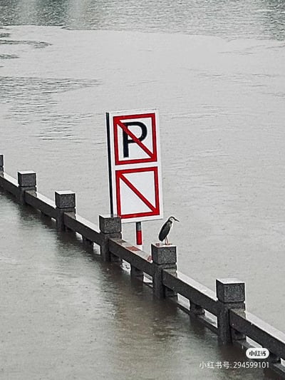 这是一张洪水场景下的实拍图：浑浊的洪水淹没了岸边的大部分护栏，仅露出顶部的石墩与小段栏杆。护栏旁立着两块交通标识，上方是**禁止停车**（红圈斜杠覆盖字母P）的标志，下方是**禁止长时间停车**（红框斜杠）的标志，标识杆也被洪水淹没了一部分。一只夜鹭淡定地站在护栏的石墩上，与被洪水侵袭的环境形成平静的反差。图中没有双关、谐音梗或暗示内容。