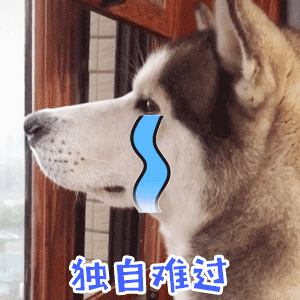 独自难过的哈士奇