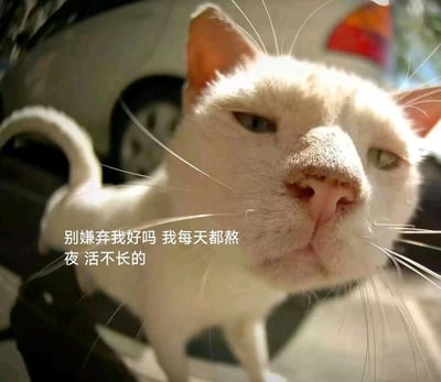 这是一张文字加注的实拍猫咪照片，画面主体是一只白色猫咪，它眼神涣散、神态萎靡，看起来十分疲惫，头部凑近镜头，背景能看到一辆汽车的部分车身。图片左侧配有文字“别嫌弃我好吗 我每天都熬夜 活不长的”，用猫咪疲惫的状态精准映射长期熬夜人群的精神面貌，以自嘲的口吻表达熬夜后的疲惫与无奈，是当代年轻人用来调侃自身熬夜生活、抒发疲惫情绪的热门表情包。