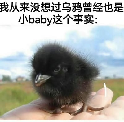 这是一张图文混排的静态图片，上方配有醒目的中文文案“我从来没想过乌鸦曾经也是小baby这个事实:”，下方主体是一只黑色的、绒毛炸起的乌鸦幼崽，它站在人的手掌上，看起来软萌懵懂，打破了大众对成年乌鸦精明、乌黑的固有印象。背景是开阔的户外田野与蓝天白云，画面温馨治愈，通过成年乌鸦和幼年乌鸦的形象反差，制造出趣味感，引发观者对动物幼年形态的好奇与喜爱。