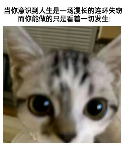 图片上方配有文字'当你意识到人生是一场漫长的连环失窃而你能做的只是看着一切发生:'，下方是一张近距离拍摄的猫咪特写照片。猫咪有着大大的圆眼睛，眼神直视镜头，表情显得有些呆滞和无奈，与上方文字表达的对人生中无法掌控之事的无力感形成呼应，整体营造出一种幽默又带点丧的氛围。