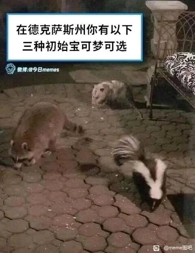这是一张搞笑的文字加注meme图，顶部配有文字“在德克萨斯州你有以下三种初始宝可梦可选”，图中展示了浣熊、负鼠、臭鼬三种在德克萨斯州较为常见的本土野生动物，它们正在铺有六边形地砖的户外地面上低头觅食。这张图玩了宝可梦系列游戏中玩家需要选择初始宝可梦的经典设定，将当地常见的野生动物调侃成类似宝可梦的可选初始伙伴，用熟悉的游戏设定和现实动物的反差制造幽默搞笑的效果。