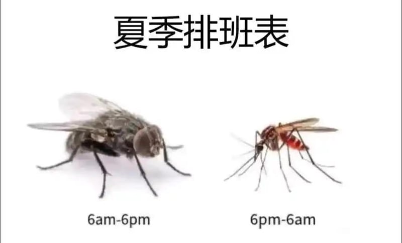苍蝇