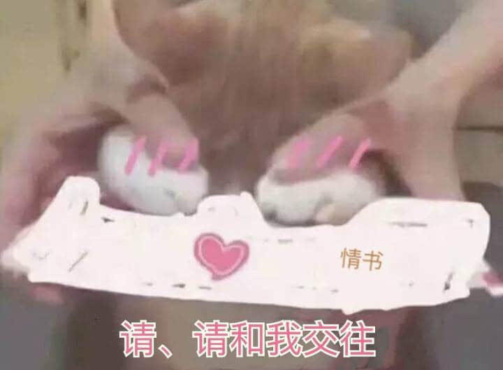 猫咪举情书告白：请和我交往