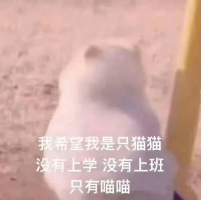 图片中是一只白色的猫咪，它正趴在地上，姿态显得十分慵懒惬意。图片上叠加了文字：“我希望我是只猫猫 没有上学 没有上班 只有喵喵”，表达了人们对猫咪无忧无虑生活的向往，反映出当下许多人对摆脱学习和工作压力的渴望。