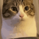这是一段真实猫咪的动态GIF，猫咪最初露出惊讶的神情，随后张开嘴巴，紧接着凑近镜头，整个过程神态呆萌可爱，常被用作表达惊讶、震惊或是好奇情绪的表情包，能生动传递出意外、错愕的心情。