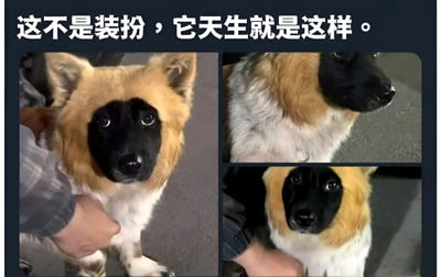 图片由三张狗狗的实拍照片拼接而成，上方配有文字“这不是装扮，它天生就是这样。”。主角是一只面部有独特黑色毛发分布的狗狗，黑色毛发覆盖眼睛周围及口鼻区域，形成类似“面具”的天然花纹，头顶和耳朵则为棕色毛发，身体毛发呈白色与浅棕色相间。第一张和第三张照片为狗狗正面特写，眼神呆萌无辜，有人的手正在抚摸它的下巴；第二张为狗狗侧脸照，展示了其毛发颜色的自然过渡。整体画面突出狗狗天生的独特外貌，让人误以为是人为装扮的“面具”，实则为自然生长的毛色。
