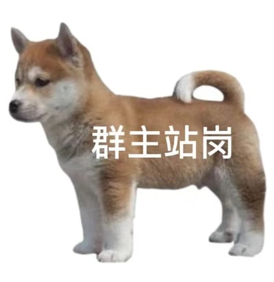 图片中是一只棕白相间的柴犬幼犬，它站立着，尾巴卷曲在背上，头部微微向左转，眼神警觉。幼犬的身体上覆盖着白色加粗文字“群主站岗”。背景为纯白色，突出显示了柴犬的形象。这张表情包通过柴犬警觉站立的姿态，幽默地比喻群主将自己比作站岗的守卫，负责管理和监督群聊秩序，常见于各类社交群聊中用于调侃或表示群主在线监管。