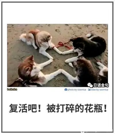 这是一张搞笑宠物梗图，画面主体是四只哈士奇趴在沙质地面上，它们两两一组，爪子互相抵在一起，摆出类似奇幻作品里施法仪式的姿势。图片下方配有中文文字“复活吧！被打碎的花瓶！”，结合哈士奇“拆家”、经常打碎家中物品的刻板印象，营造出这几只哈士奇想要复活自己打碎的花瓶、掩盖“闯祸”痕迹的幽默效果。图中还带有多处水印：左下角是“bokete”字样，右下角标注“photo by cosmica”和“edit by cosmica”，右侧有“日语金句”的标识，整体风格轻松诙谐，利用宠物的可爱形象和反差感制造笑点。