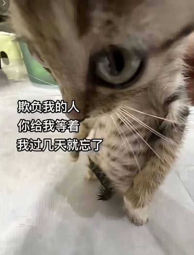 一张猫咪特写照片，猫咪眼神专注略带严肃，低头注视下方。图片左侧叠加三行文字：“欺负我的人 你给我等着 我过几天就忘了”。通过前两句的威胁语气与最后一句“过几天就忘了”的健忘转折形成反差萌，营造出幽默搞笑的效果，展现了猫咪“记仇但健忘”的可爱形象。
