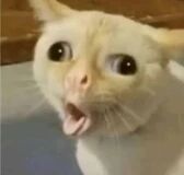 一只白色的猫，双眼瞪得溜圆，瞳孔放大，嘴巴张大露出舌头，呈现出极度惊讶的表情。背景模糊，隐约可见浅色平面和深色边缘，推测为室内家庭环境。画面聚焦于猫咪面部，表情生动夸张，极具视觉冲击力。